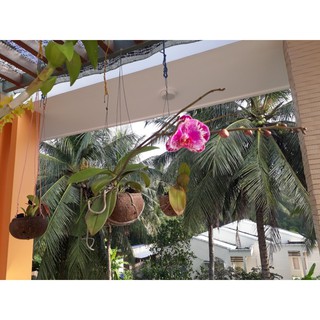 Chậu gáo dừa trồng lan giá tốt