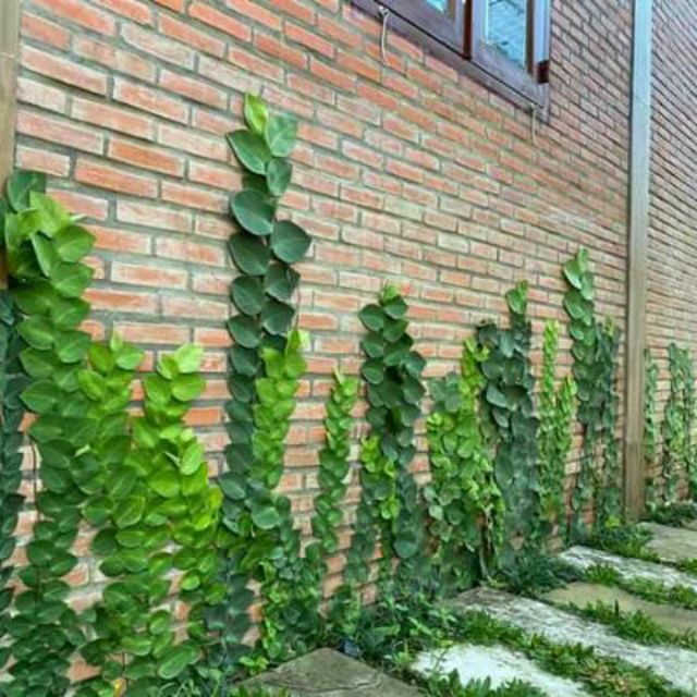 Cây 🌲 Kắt Kè ♌ leo tường.