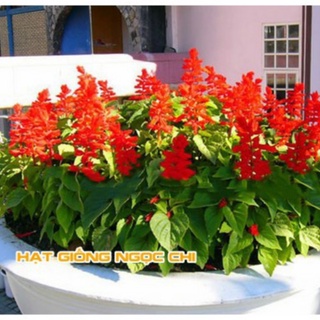 Hạt Giống Hoa Xác Pháo Đỏ - 50 Hạt
