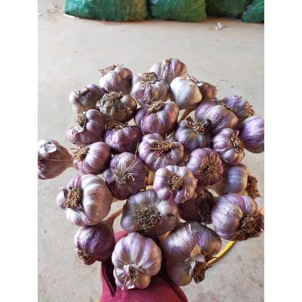 Tỏi ta khô
