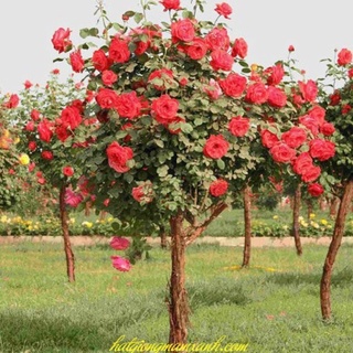 Giống hoa hồng thân gỗ mix đủ màu