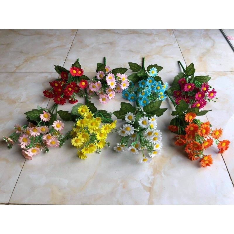 Cúc mi rẻ đẹp