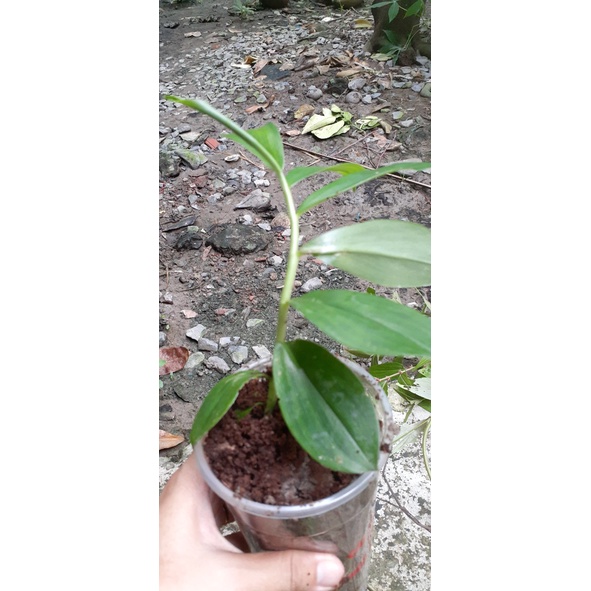 Cây Cát Lồi Giống (1 chậu)