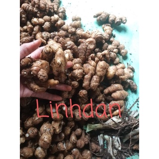 củ địa liền tươi 2kg 165k