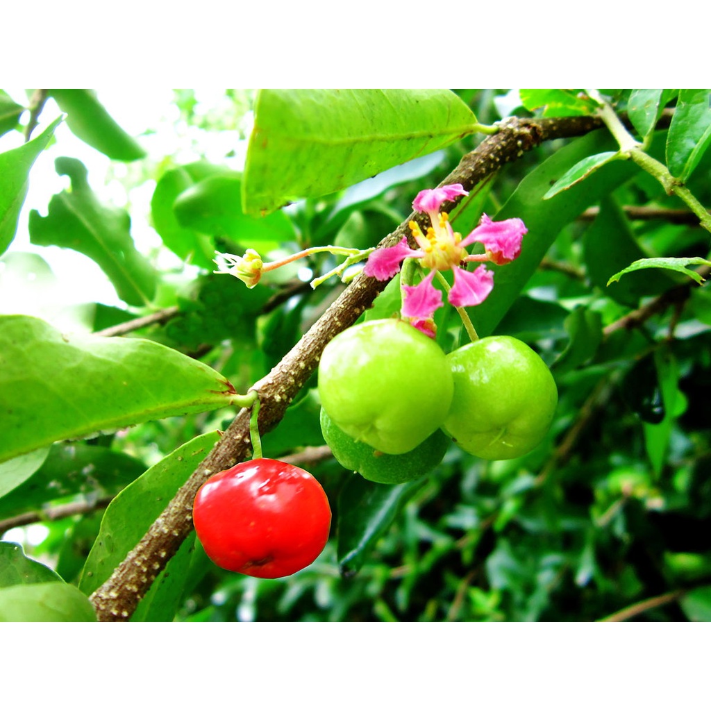 HẠT GIỐNG CÂY SƠ RI - 10 hạt/ gói