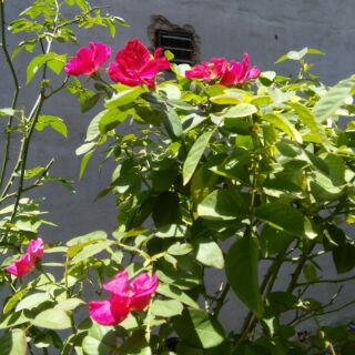 cây hoa hồng quế cao 100cm