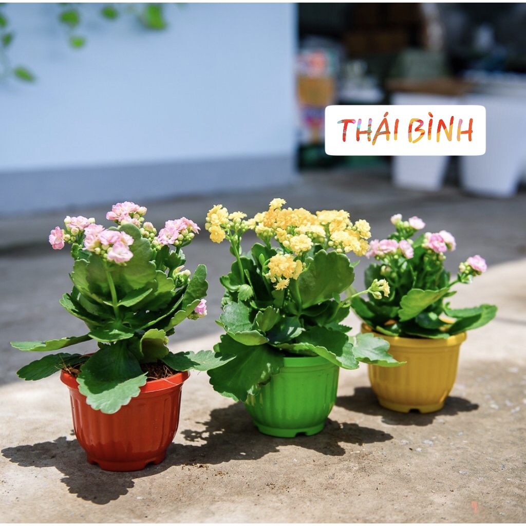 Chậu treo bí-Chậu sen đá combo 10 chậu (Kèm dây treo)-GIÁ TẠI XƯỞNG