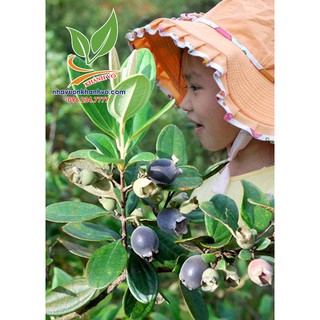 cây sim rừng sắp ra bông ra trái