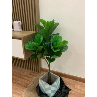 cây bàng singapore