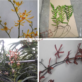 COMBO 3 CÂY LAN BÒ CẠP VÀNG CON