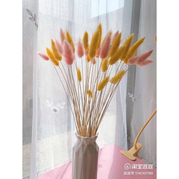 Hoa khô Cỏ đuôi thỏ trang trí décor bàn làm việc, phòng ngủ, chụp hình phong cách Bắc Âu