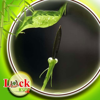 Sâm tanh tách - THUỐC QUÝ chữa bệnh SUY THẬN,THẬN HƯ