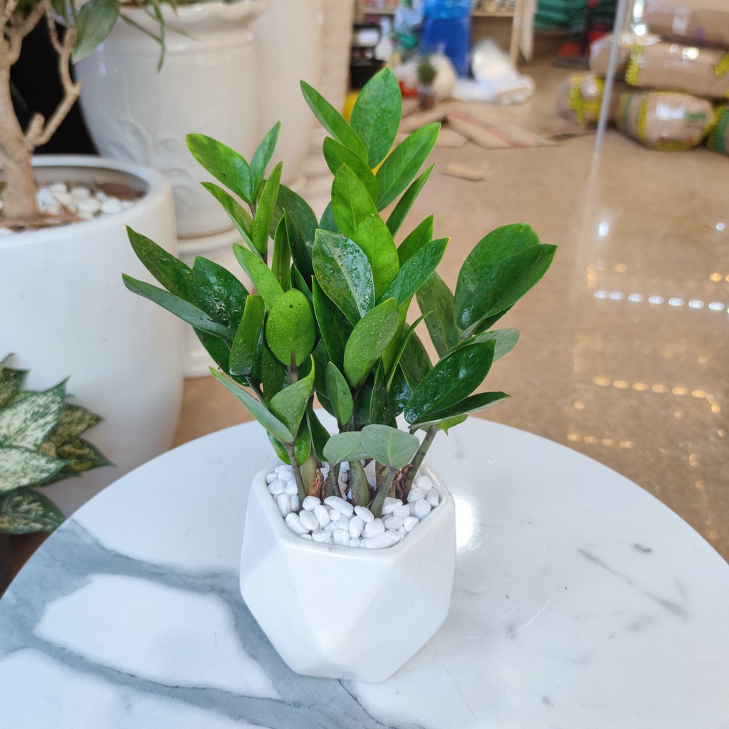 Cây kim tiền chậu sứ trải đá trắng ,cây phát tài phát lộc phong thủy để bàn cao 25-30cm