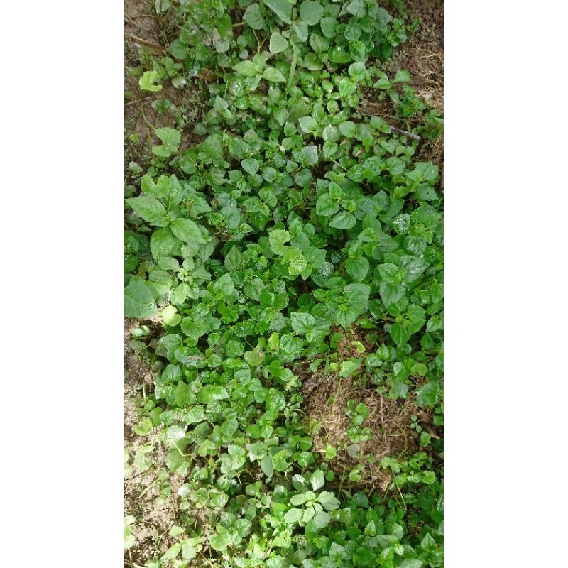 Hạt giống Rau càng cua