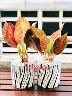 Chậu vạn lộc để bàn