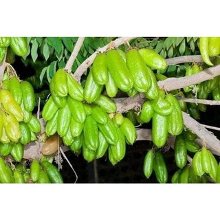 Cây giống Khế Tàu (Khế Tây)