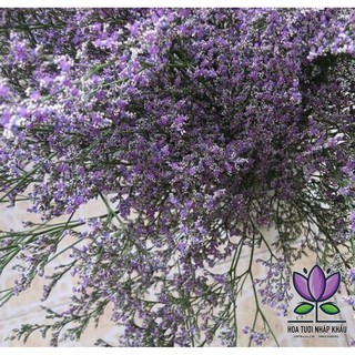 Gói 500 - 600 hạt giống Sao Tím Đơn Nhiều Màu +  tặng kèm 10 viên nén xơ dừa kích nảy mầm nhanh