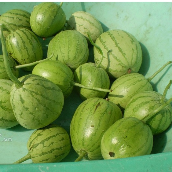 15 Hạt giống dưa hâu nụ (dưa canh)