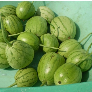 15 Hạt giống dưa hâu nụ (dưa canh)