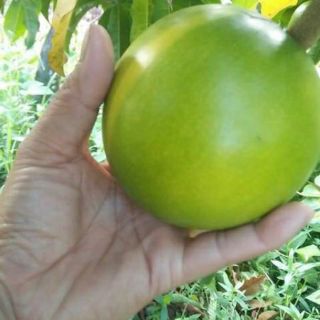 Cây 🌲 Vú sữa Hoàng Kim....( Nhập khẩu)