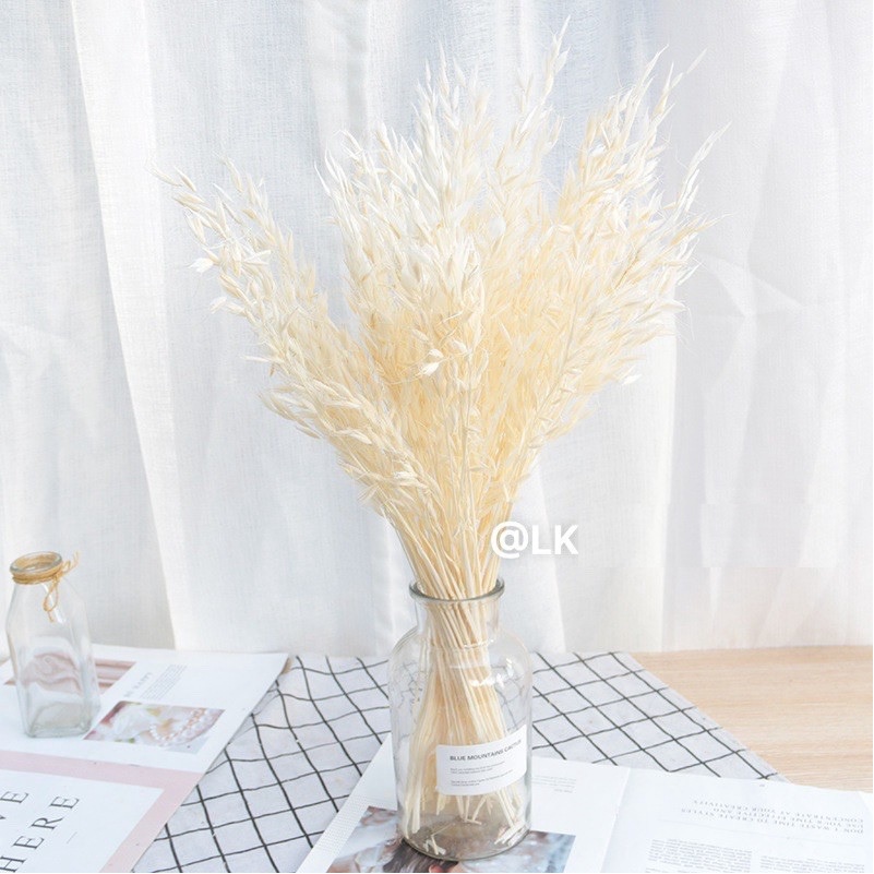 [CÓ QUÀ TẶNG] Hoa Khô Yến Mạch Aveena (Oats), Hoa Yến Mạch Khô Trang Trí, Decor Phòng - Hoa Khô HuHa