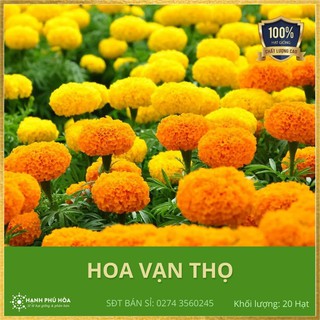 Hạt Giống Hoa Vạn Thọ Trang Nông 20 hạt-Tỉ Lệ Nảy Mầm Cao, Thu Hoạch Quanh Năm, Ăn Ngon Ngọt, Tốt Cho Sức Khỏe
