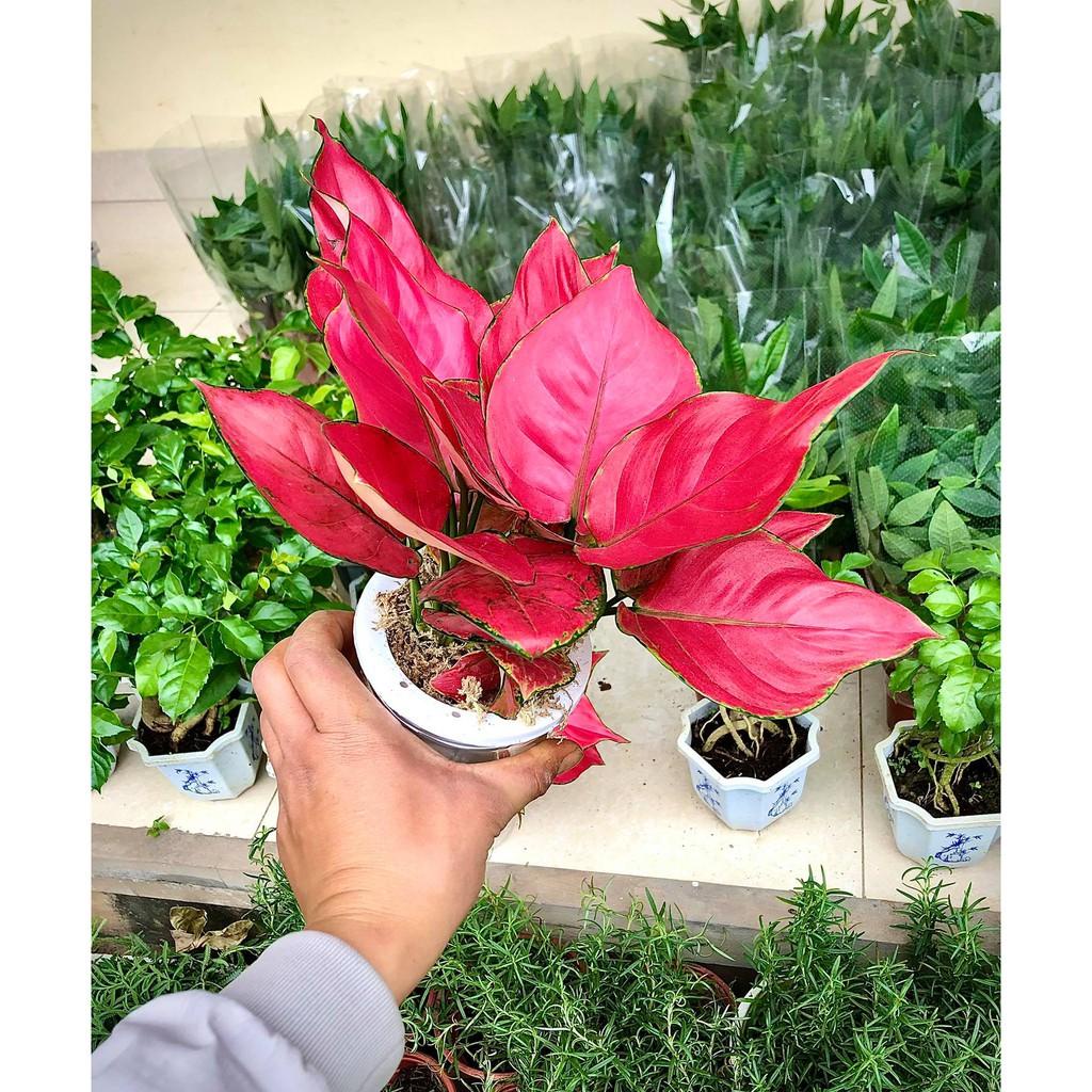 8.10 Cây vạn lộc đỏ thủy sinh