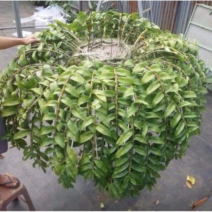 Rêu rừng trồng lan đã qua xử lý khô đóng gói 100g