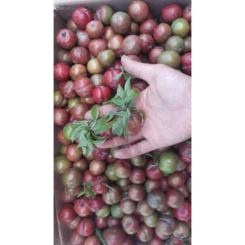 mận Hậu Mộc Châu hàng ari hộp 1kg( giao liền 1h) | BigBuy360 - bigbuy360.vn