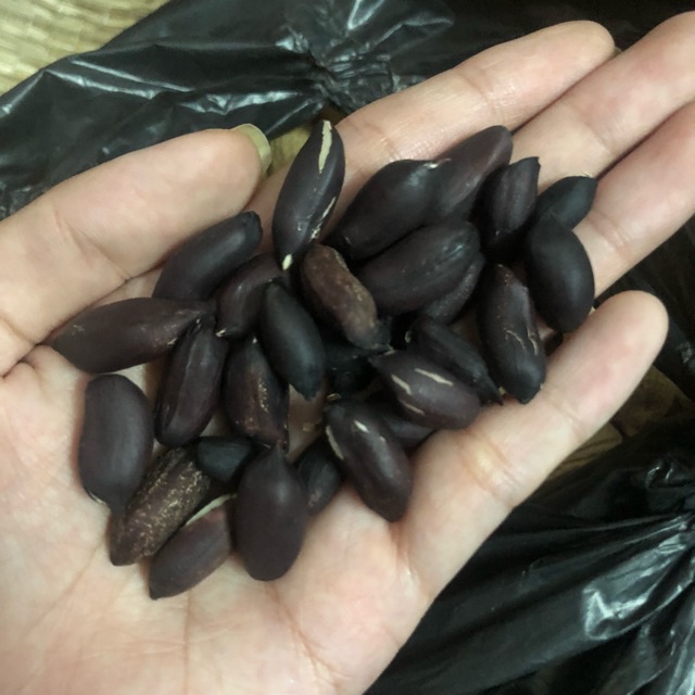 HẠT GIỐNG ĐẬU PHỘNG ĐEN NHẬT BẢN - 1 Gói