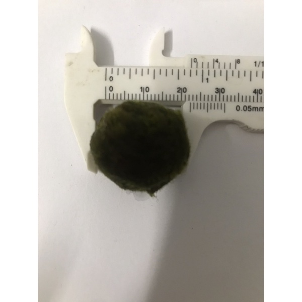 Marimo - Tảo cầu Nhật size bự (hàng sưu tập)