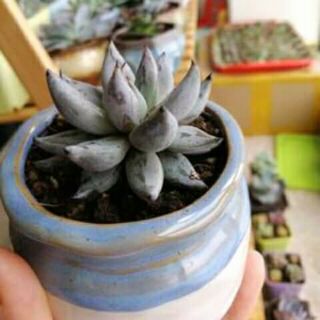 Cây vuốt đen đẹp, dễ trồng