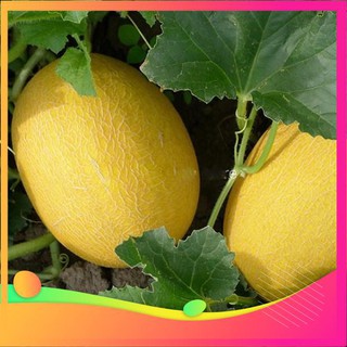 Hạt Giống Dưa Lưới Vàng F1 - 10 Hạt [ Tặng bộ dụng cụ làm vườn Mini 3 món ] VIETGAR