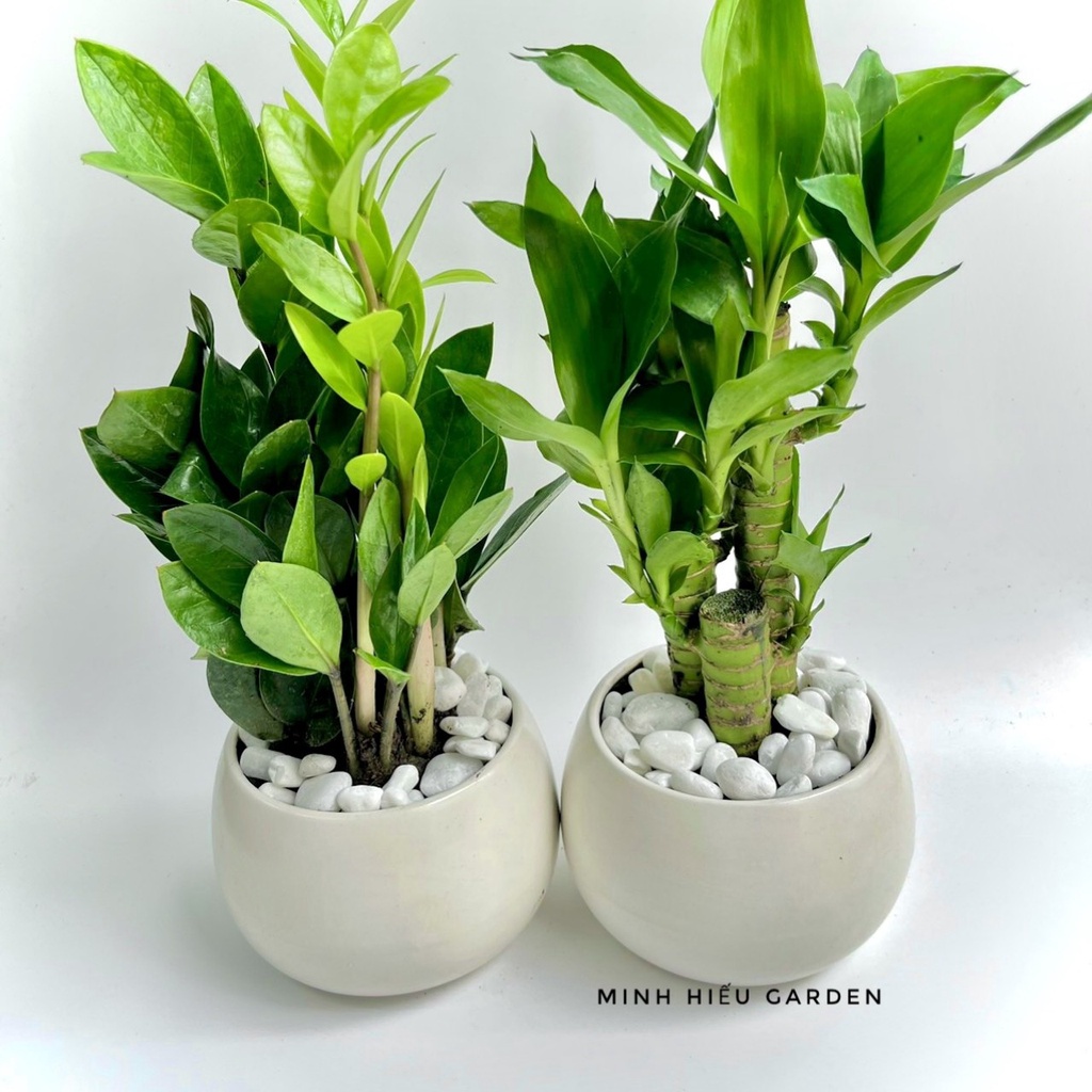 Combo phát tài kim tiền để bàn dễ chăm sóc