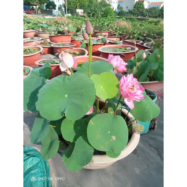 Sen Hồng Siêu Hoa - ảnh hoa thật của nông trang