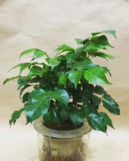 Cây hạnh phúc thuỷ sinh