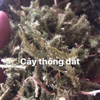 Giảm sõc 1kg cây thông đất khô hàng loại 1 thơm ngon