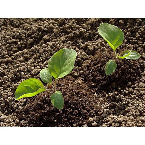 Hạt Giống Cà Tím Tròn Qủa To  -Dễ Trồng, Năng Suất Cao - MUA 3 TẶNG 1 CÙNG LOẠI