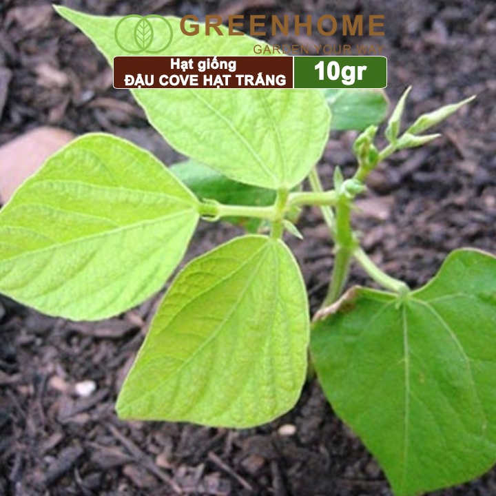 Hạt giống Đậu Cove, gói 10gr, sinh trưởng tốt, kháng bệnh tốt, thu hoạch nhanh T07 |Greenhome