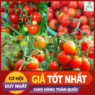 🍅hạt giống cà chua bi chùm_30 hạt🍅