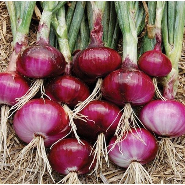Hạt Giống Hành Tây Đỏ (SALAD RED 27) 2gr