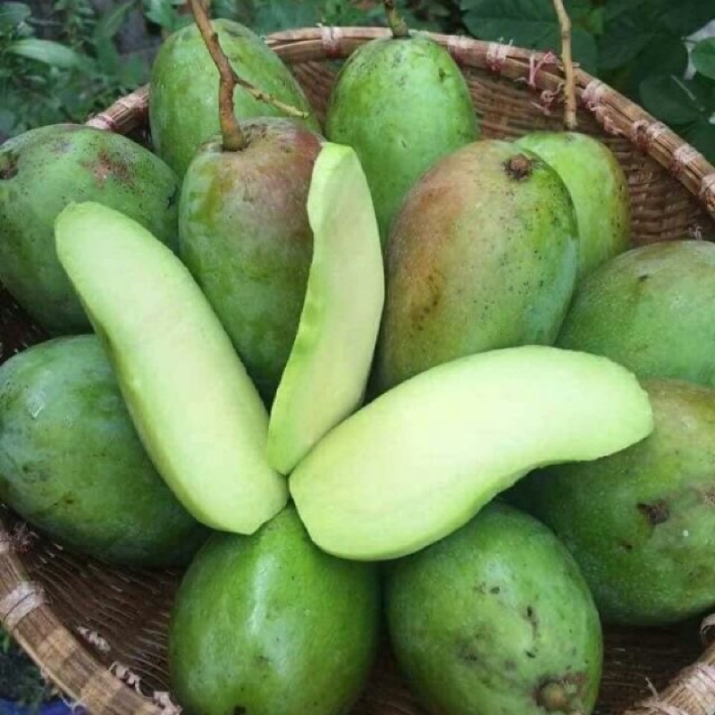 Xoài Thái Xanh Giòn Rụm