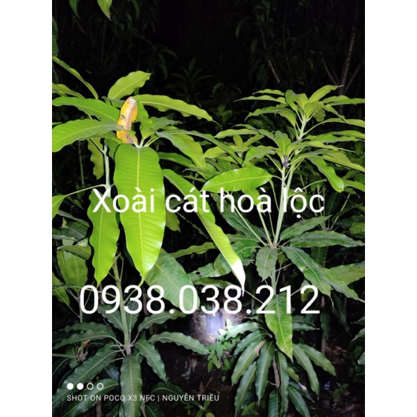 CÂY XOÀI CÁT HOÀ LỘC