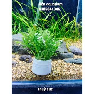 Cây thuỷ sinh Thuỷ cúc - cây thuỷ sinh dễ trồng khôngcần nền và co2 - bó 5️⃣ cây