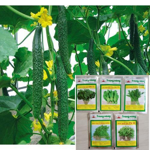 hạt giống dưa chuột kiếm nhật 15 hạt HAT F1