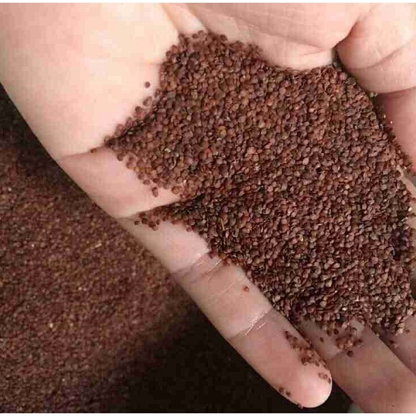 Bột Ngũ Hoa Hạt Nguyên Chất Obaxua Ngăn Mụn Kiềm Dầu Sáng Da Organic Túi 75gr