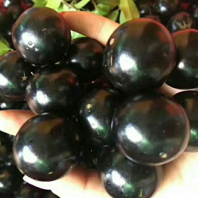 Cây nho thân gỗ thường loại nhớ cao 60-70cm