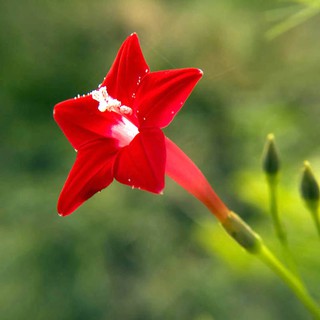 Bộ gói hạt giống Tóc tiên