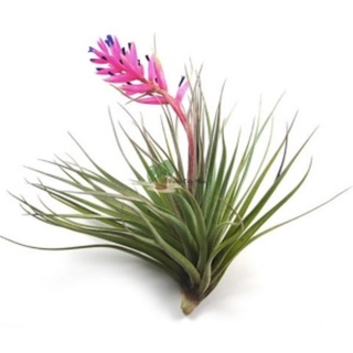 Cây không khí Tillandsia Houston cây lớn