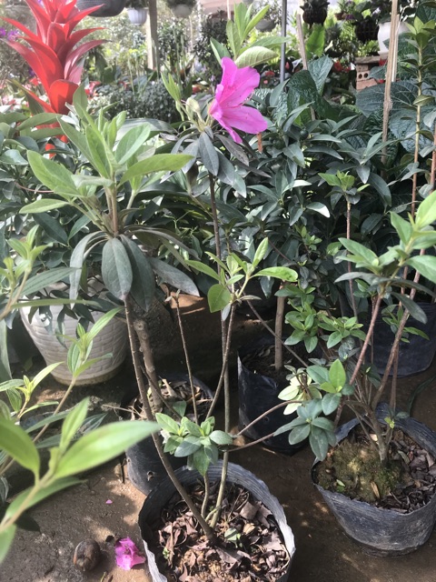 Cây hoa đỗ quyên nhỡ cao 50-60cm